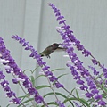 1013Hummingbird7.JPG