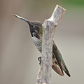 1013Hummingbird10.JPG