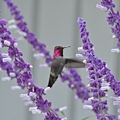 1013Hummingbird9.JPG