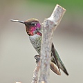 1013Hummingbird11.JPG