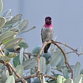 1013Hummingbird14.JPG