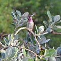 1013Hummingbird17.JPG