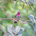 1013Hummingbird20.JPG