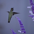 1013Hummingbird21.JPG