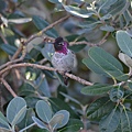 1013Hummingbird23.JPG