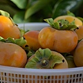 1101Persimmon1.JPG