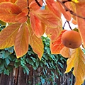 1119Persimmon6.jpg