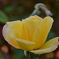 1212Rose1.JPG