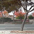 1211Redleaves1.jpg