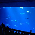 1230Aquarium20.jpg