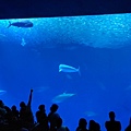 1230Aquarium21.jpg