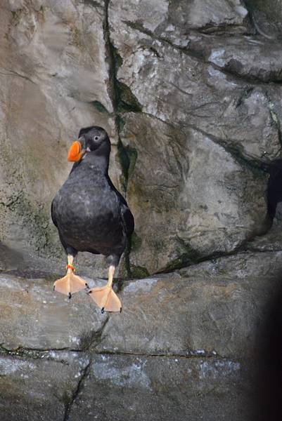 陰雨天的最佳去處 蒙特利水族館/Monterey Bay A