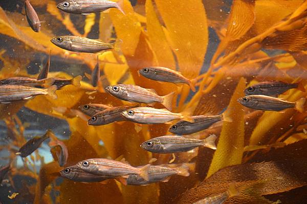 陰雨天的最佳去處 蒙特利水族館/Monterey Bay A