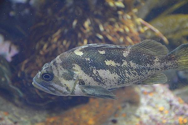 陰雨天的最佳去處 蒙特利水族館/Monterey Bay A