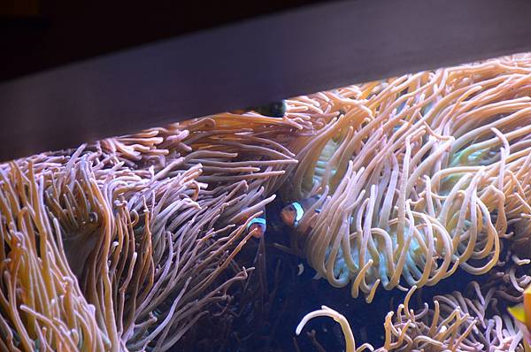 陰雨天的最佳去處 蒙特利水族館/Monterey Bay A