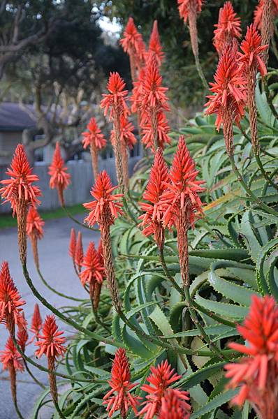 地點適中 值得重返渡假的 Pacific Grove