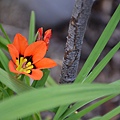 0218Flower2.JPG