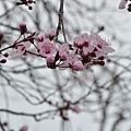 0303Redplum1.JPG