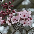 0306Redplum1.JPG