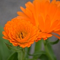 0307Calendula1.JPG