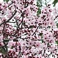 0310Redplum1.JPG