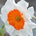 0310Flower1.JPG