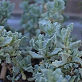 0207Succulent1.JPG