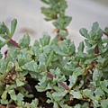 0215Succulent1.JPG