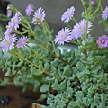 0520Succulent5.JPG