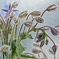 0318Borage1.JPG