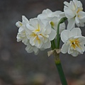 0316Daffodial1.JPG