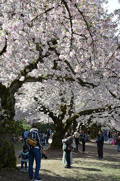 0330CherryBlossom4.JPG