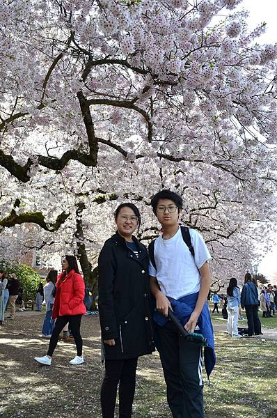 賞花兼探親 @ 華盛頓大學西雅圖分校