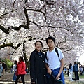 0330CherryBlossom9.JPG