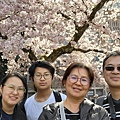 0330CherryBlossom12.jpg