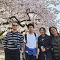 0330CherryBlossom15.jpg