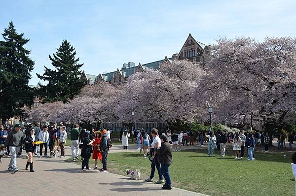 0330CherryBlossom19.JPG