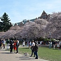 0330CherryBlossom19.JPG