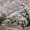 0330CherryBlossom22.JPG