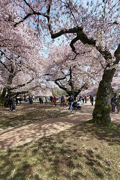 0330CherryBlossom27.jpg