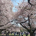 0330CherryBlossom30.jpg