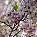 0401CherryBlossom5.JPG