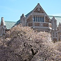 0401CherryBlossom3.JPG