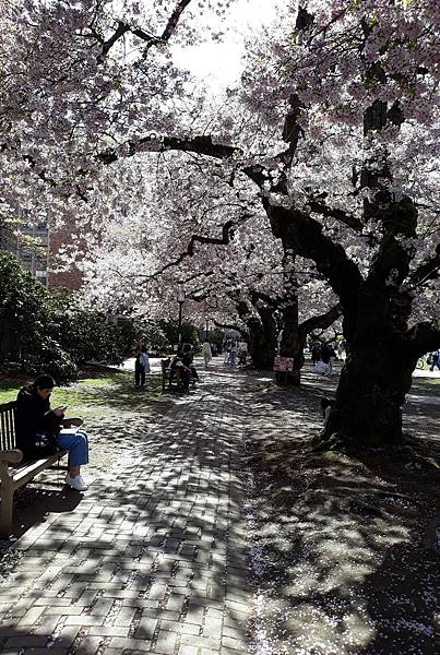 0401CherryBlossom6.jpg