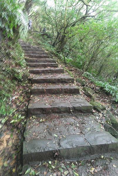 擎天崗上好風景