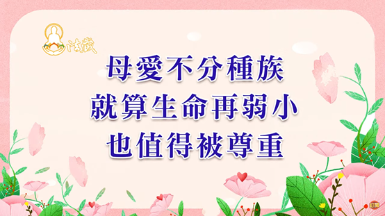 觀音山母親節禮物生命搶救懷孕海鱺媽媽保育放流