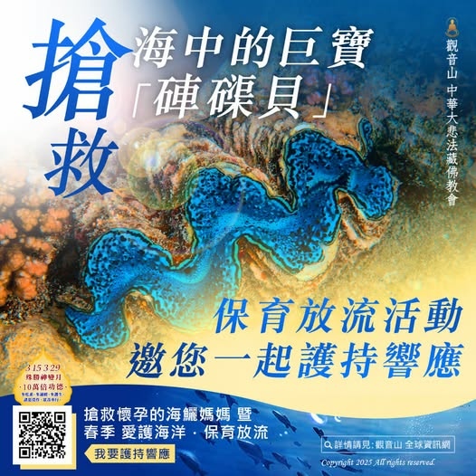 觀音山保育放流硨磲貝愛護海洋海中玫瑰