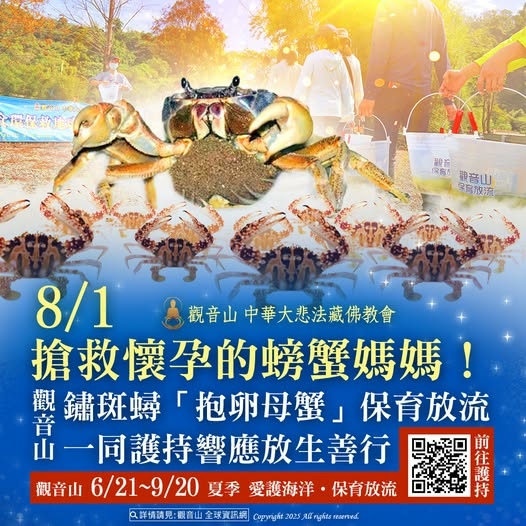 觀音山保育放流放生螃蟹媽媽