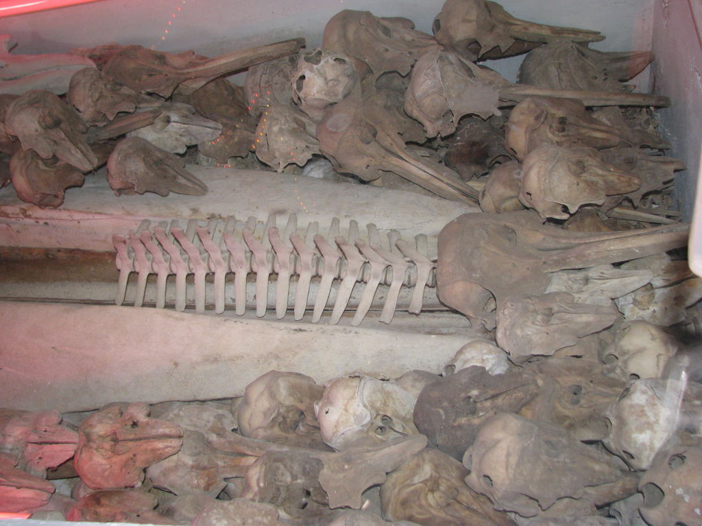 IMG_0668.JPG IMG_0668.JPG