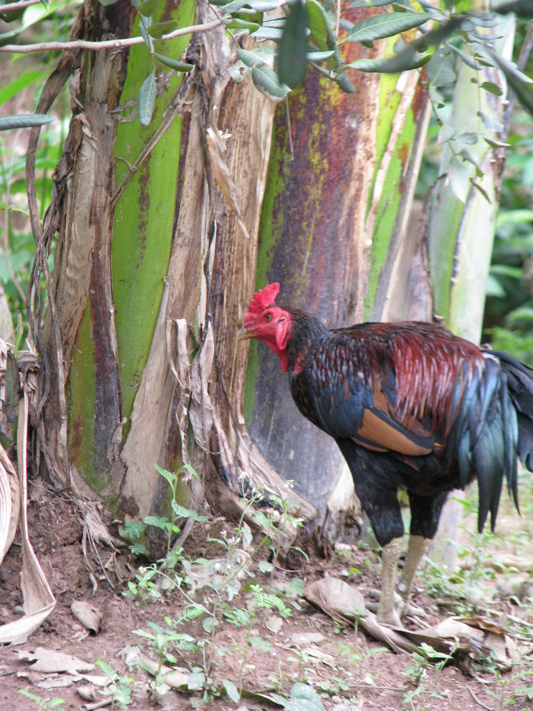 IMG_1105.JPG IMG_1105.JPG